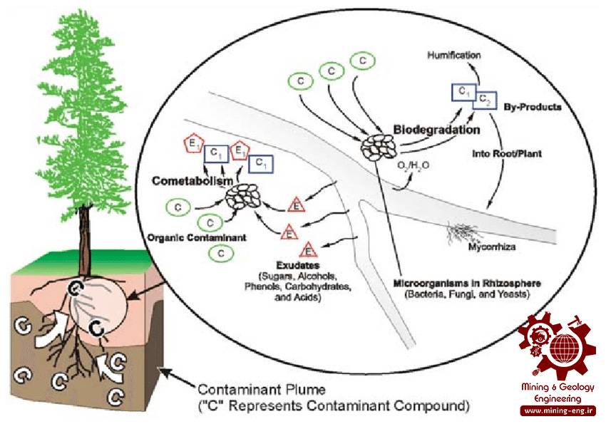 phytodegradation process in trees