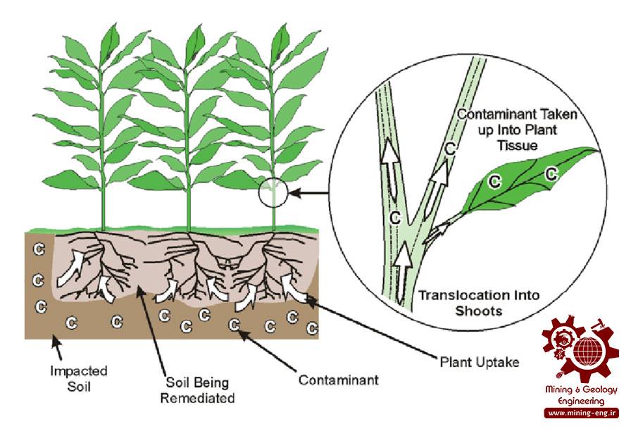 phytoextraction process in plants