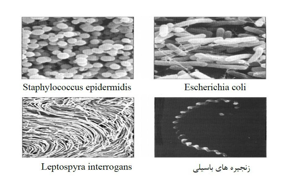 شکل ‌تصاویر میکروسکوپ الکترونی‌ از اشکال متعارف باکتری‌ها